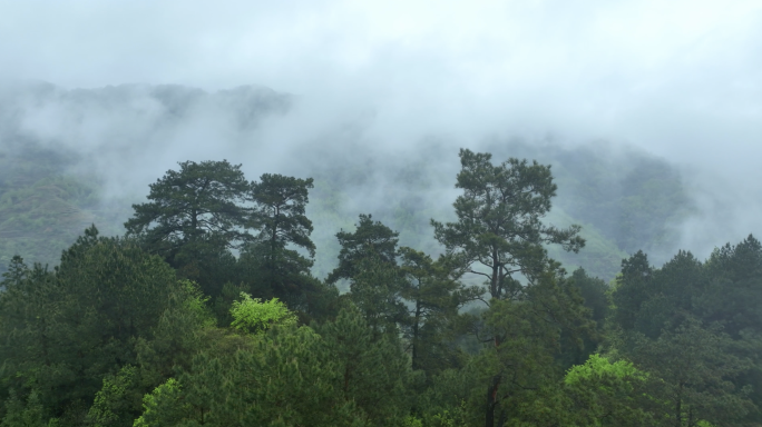 4k原始森林 森林资源 云雾 自然空镜