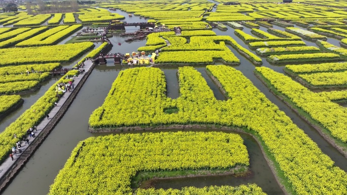 航拍油菜花 江苏兴化水上花海旅游