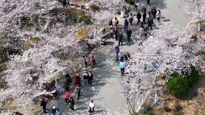 春暖花开的青岛中山公园