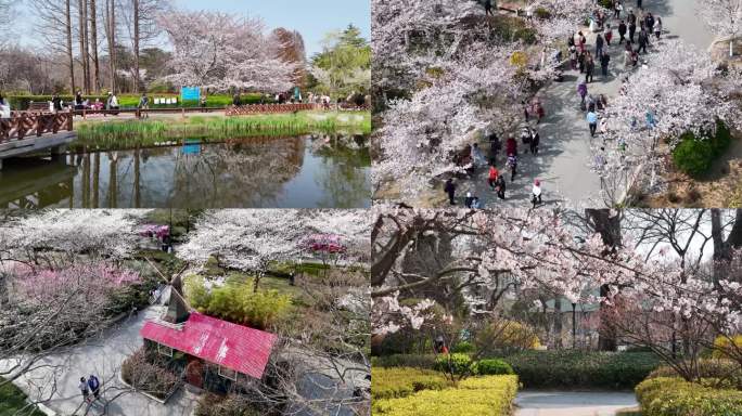 春暖花开的青岛中山公园