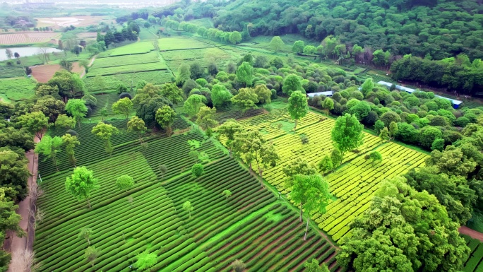 广东清远英德红旗茶场英德茶叶世界航拍4K