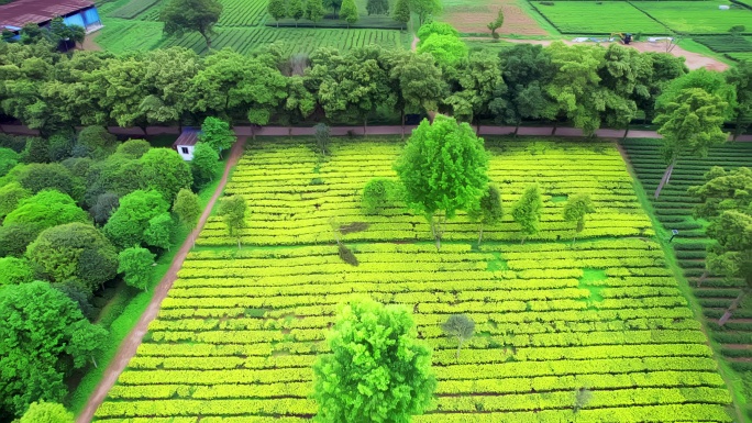 广东清远英德红旗茶场英德茶叶世界航拍4K