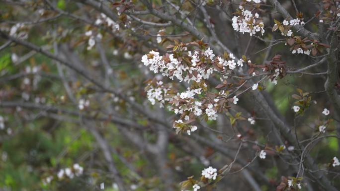 东京樱花 花瓣飘落