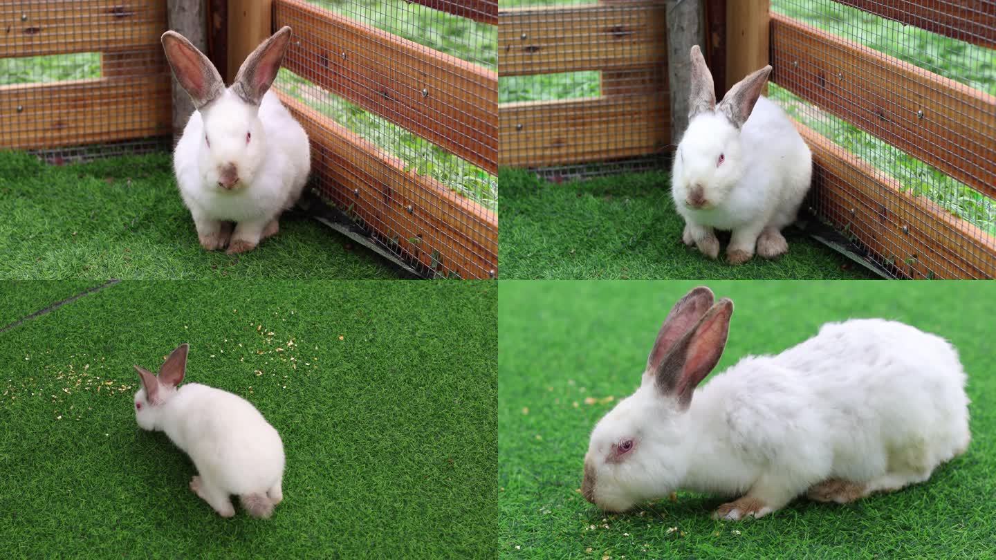 【4k】可爱的大白兔在吃东西
