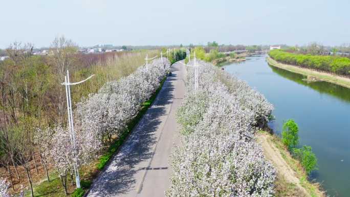 春天 海棠花滨河大道 护城河 水利风景区