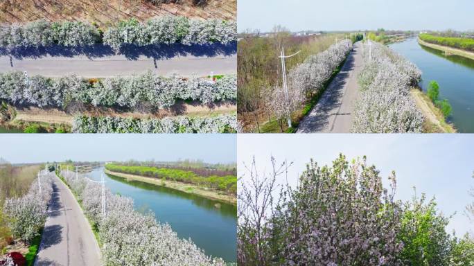 春天 海棠花滨河大道 护城河 水利风景区