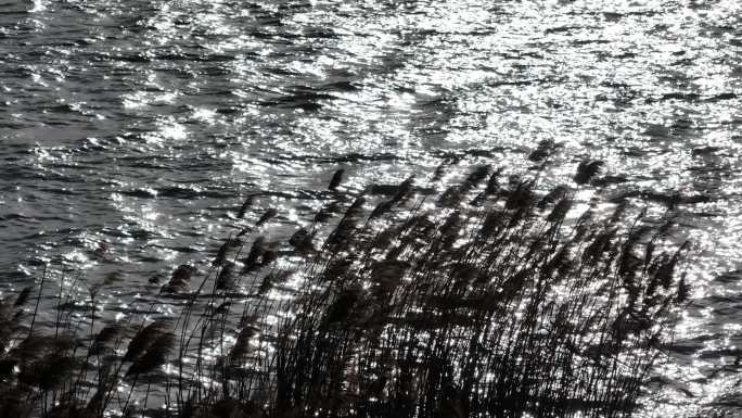 冬天秋天芦苇水面湖面江面河面风吹实拍安静