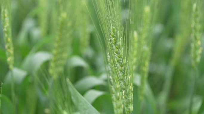 春天麦田麦地麦穗特写实拍原素材