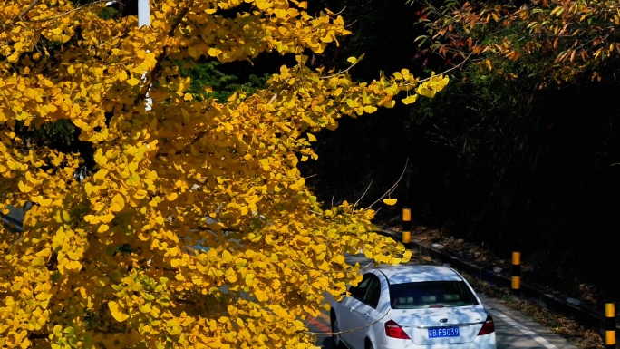 汽车从银杏树下驶过的画面 南雄坪田银杏