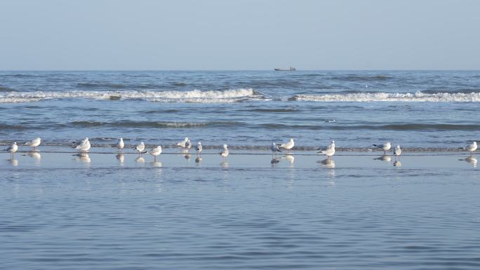 大海海浪海鸥邮轮摄影