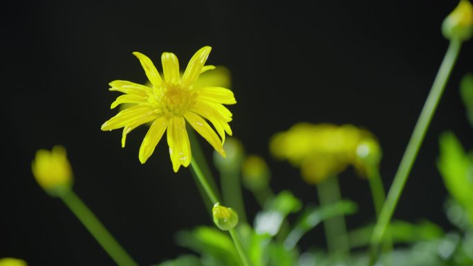 单支黄色菊花特写-4K