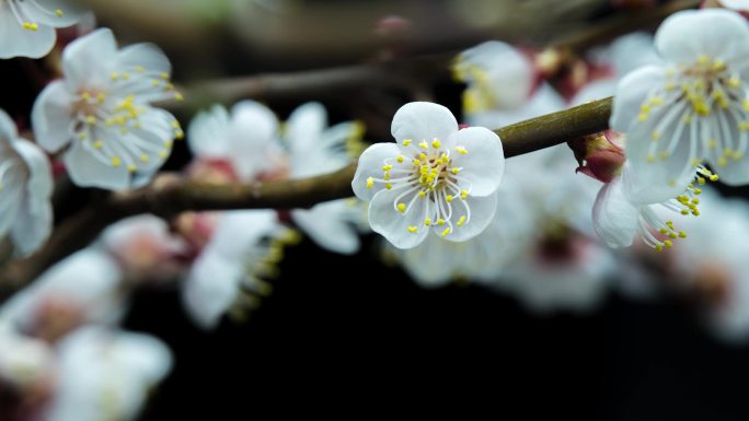 杏花开花延时