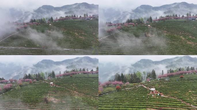 雨后茶山