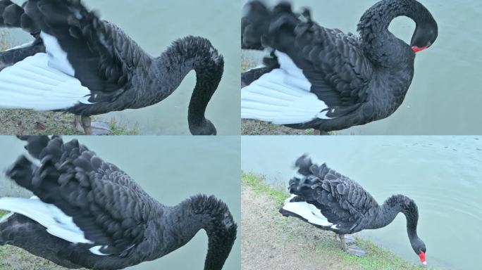 岸边的黑天鹅整理羽毛，觅食