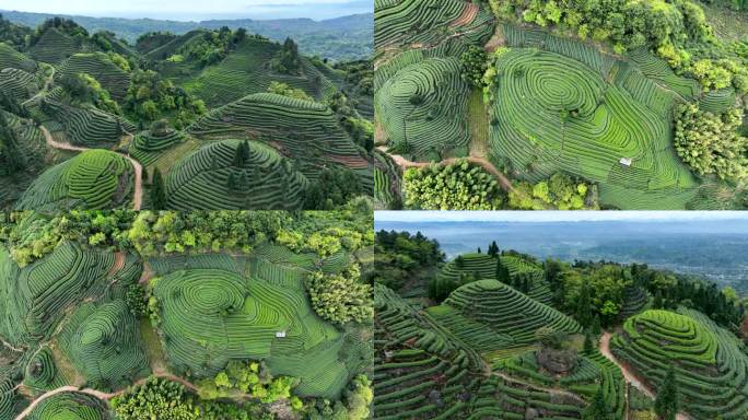 蒙顶山茶园梯田航拍名山茶乡茶山