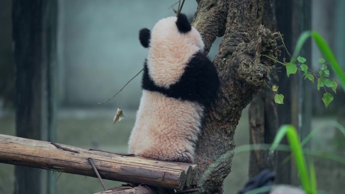动物园大熊猫可爱幼崽宝宝爬树