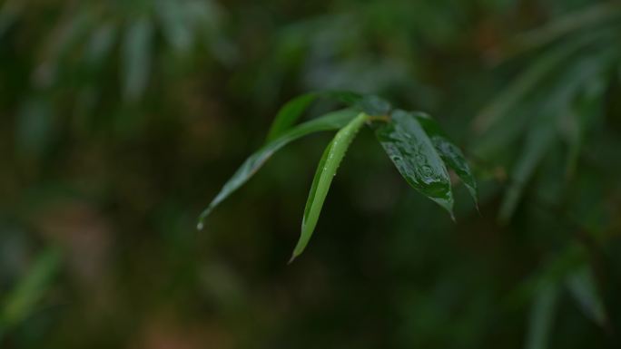 下雨天的草木 水滴落在叶子上 雨后清新