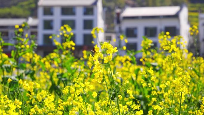 油菜花 蜜蜂 采蜜 授粉 蜜蜂油菜花