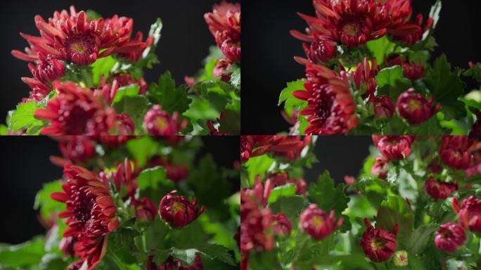 含苞待放的红色菊花-4K