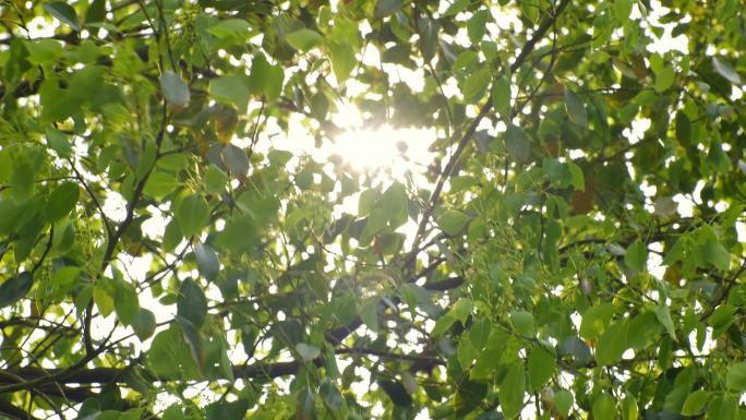 阳光树林嫩绿叶子逆光自然生命力