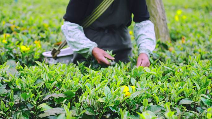 广东清远英德乡村茶园茶叶采茶特写4K