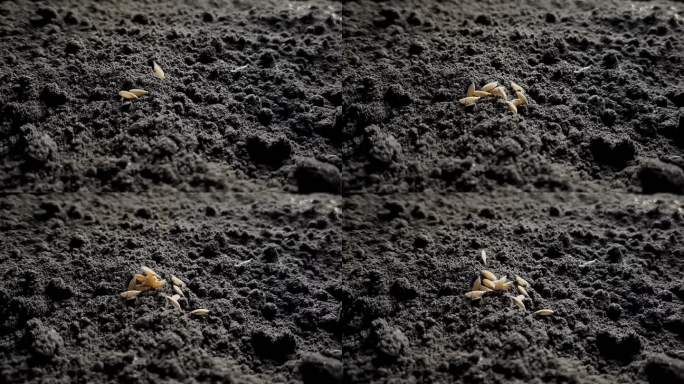 种子落在泥土上
