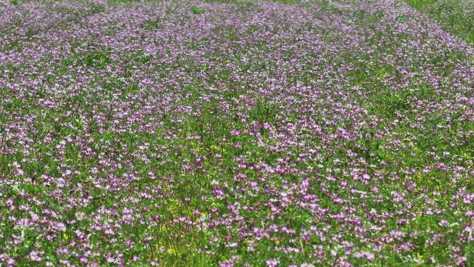 江南农村田野草籽花紫草英开花实拍原素材