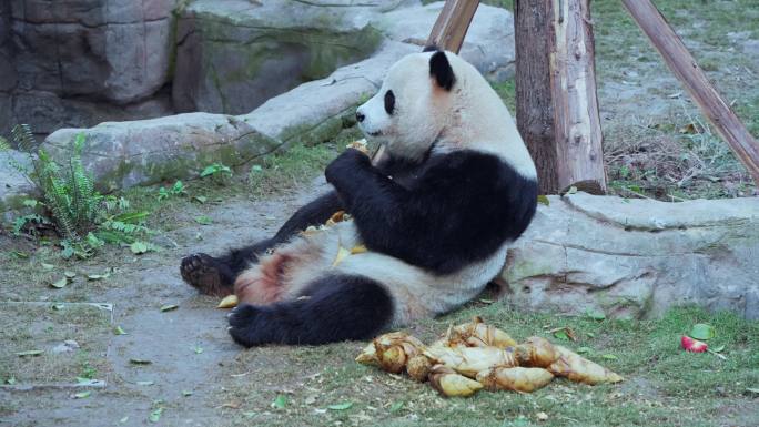 动物园可爱大熊猫吃竹笋