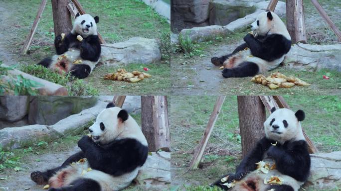 动物园可爱大熊猫吃竹笋