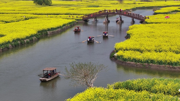 航拍油菜花 江苏兴化水上花海旅游