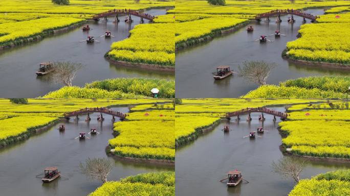 航拍油菜花 江苏兴化水上花海旅游