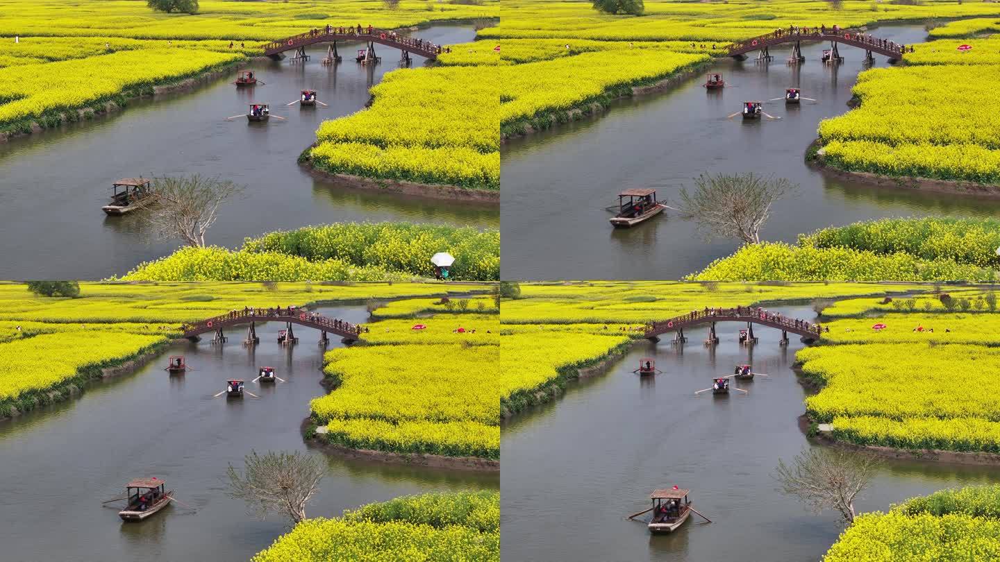 航拍油菜花 江苏兴化水上花海旅游