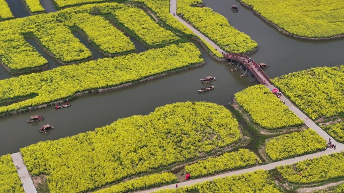 航拍油菜花 江苏兴化水上花海旅游