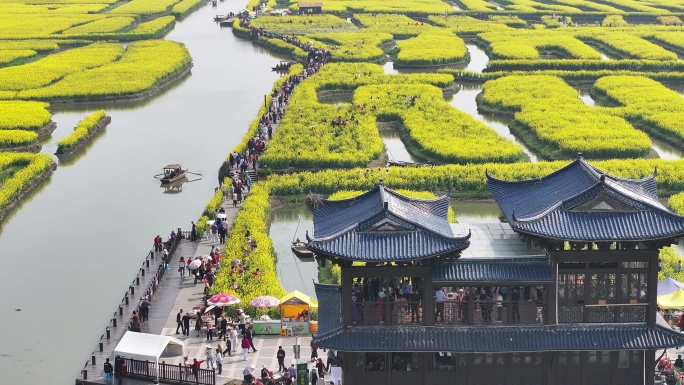 航拍油菜花 江苏兴化水上花海旅游