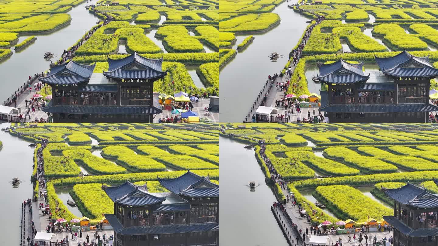 航拍油菜花 江苏兴化水上花海旅游