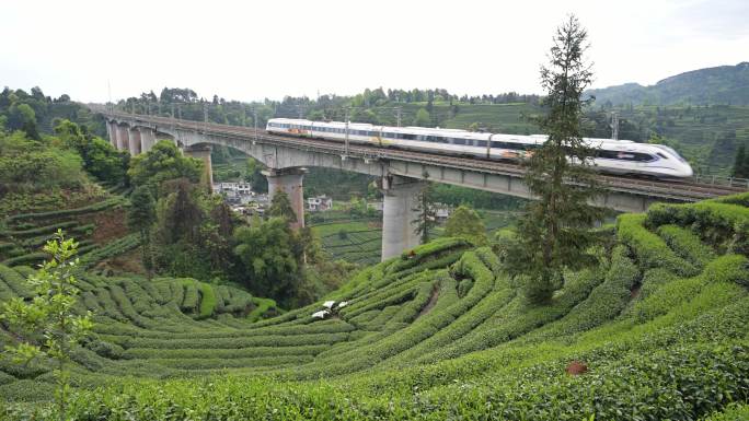 成雅高铁驶过蒙顶山茶园春天名山茶乡