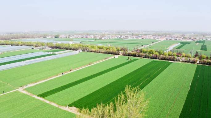 大蒜基地农田 湿地公园 小麦种植绿色生态