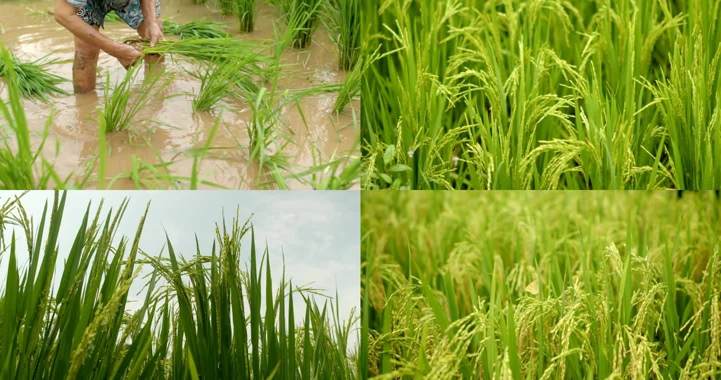 水稻生长过程水丰收田野风吹稻菽千重浪稻田