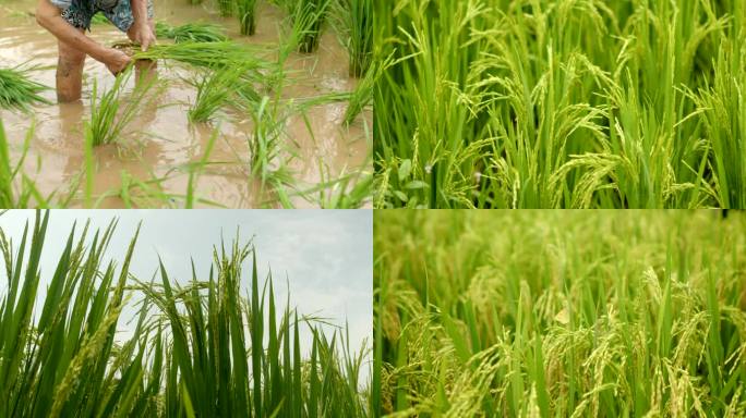 水稻生长过程水丰收田野风吹稻菽千重浪稻田