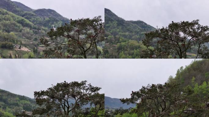 茶场林间白鹭