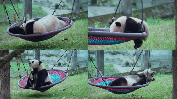 动物园悠闲大熊猫可爱幼崽宝宝吊床玩耍