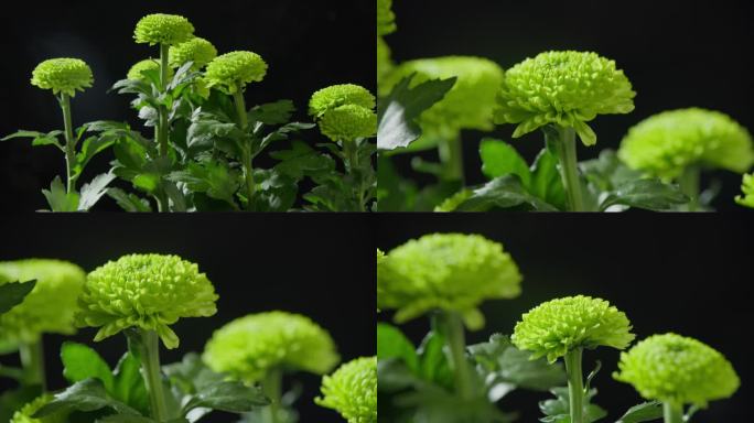 绿色雏菊菊花-4K