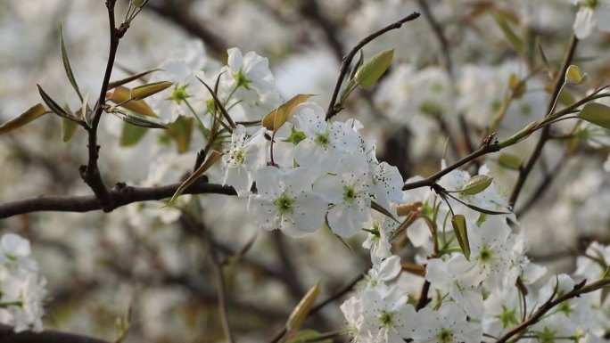 春天梨花开放 梨花节