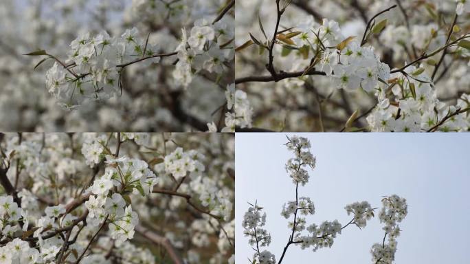 春天梨花开放 梨花节