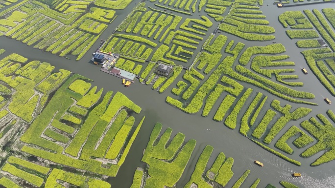 航拍油菜花 江苏兴化水上花海旅游