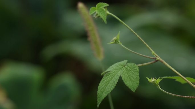 森林各类植物蕨类树叶