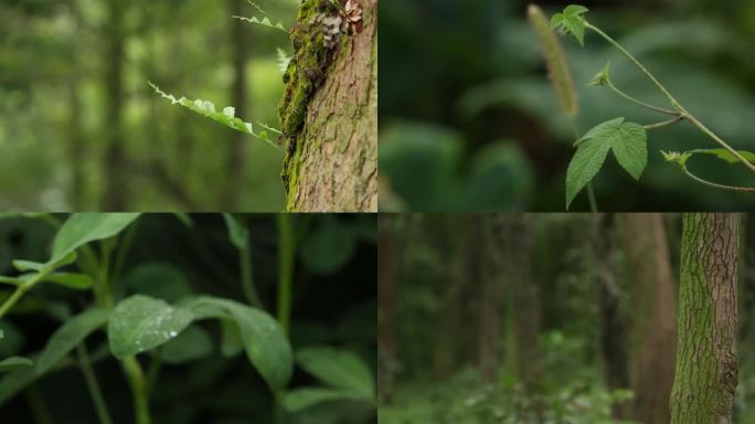 森林各类植物蕨类树叶