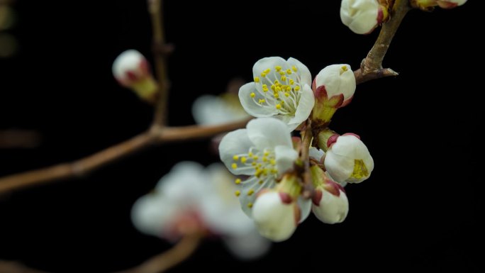 杏花开花延时