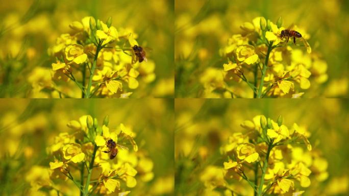 油菜花 蜜蜂 采蜜 授粉 蜜蜂油菜花