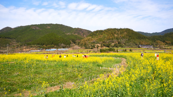 油菜花 拍照 打卡油菜花 春天 春游